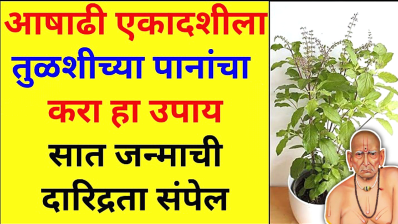 29 जून, आषाढी एकादशी, तुळशीच्या पानांचा उपाय करा, घरात पैसा कधीच कमी राहणार नाही…