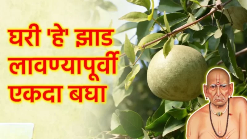 घरी हे झाड लावण्यापूर्वी हे एकवेळ अवश्य बघा, मोठ नुकसान टळेल…
