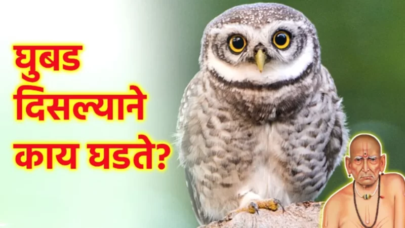 घुबड दिसल्याने काय होते ?