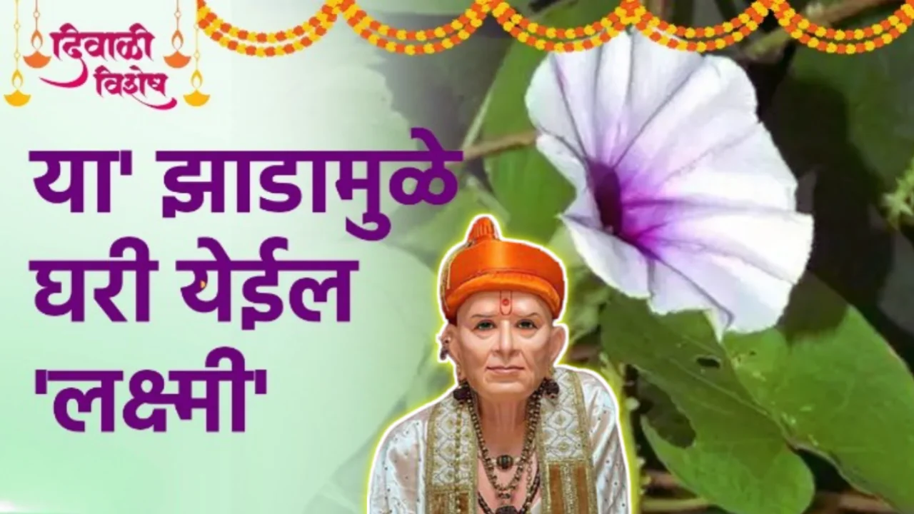 12 नोव्हेंबर, दिवाळीत, या झाडामुळे घरी येईल लक्ष्मी…