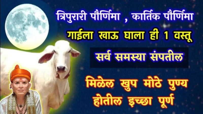 feed this 1 item to a cow