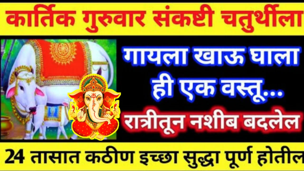 उद्या गुरुवार कार्तिकी संकष्टी चतुर्थी गाईला खाऊ घाला ही एक वस्तू, २४ तासात कठीण इच्छा पूर्ण होईल…