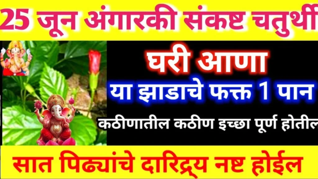 25 जून अंगारकी संकष्ट चतुर्थी घरी आणा, या झाडाचे फक्त 1 पान कठीणातील कठीण इच्छा पूर्ण होतील…