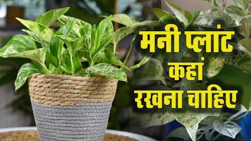 क्या आपने मनी प्लांट को घर में सही दिशा में लगाया है?