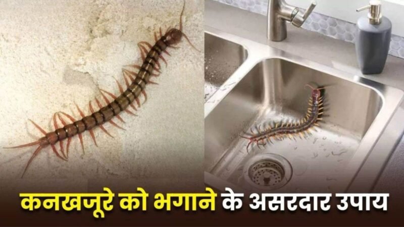 बारिश में घर में घुस आते हैं कनखजूरे? जानें क्यों बढ़ता है खतरा और कैसे करें बचाव